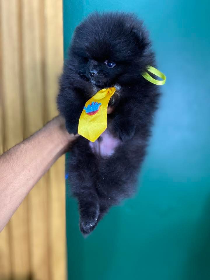 Spitz alemão macho black  - Foto 1
