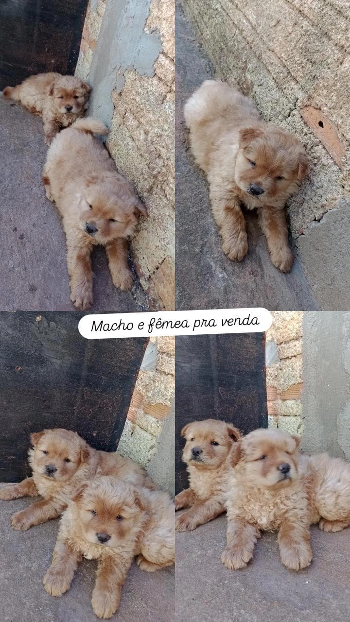 Portal Vendocão Chow Chow  Maringá