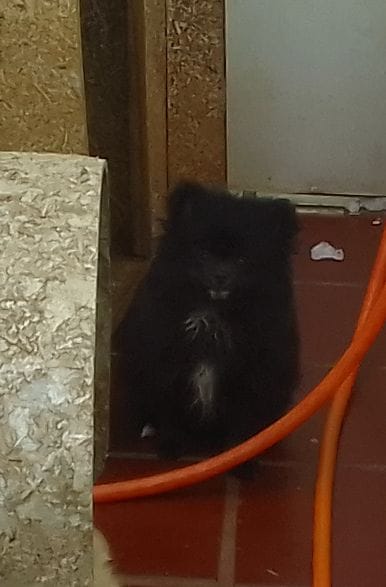 Portal Vendocão Spitz alemão fêmea preta Campinas