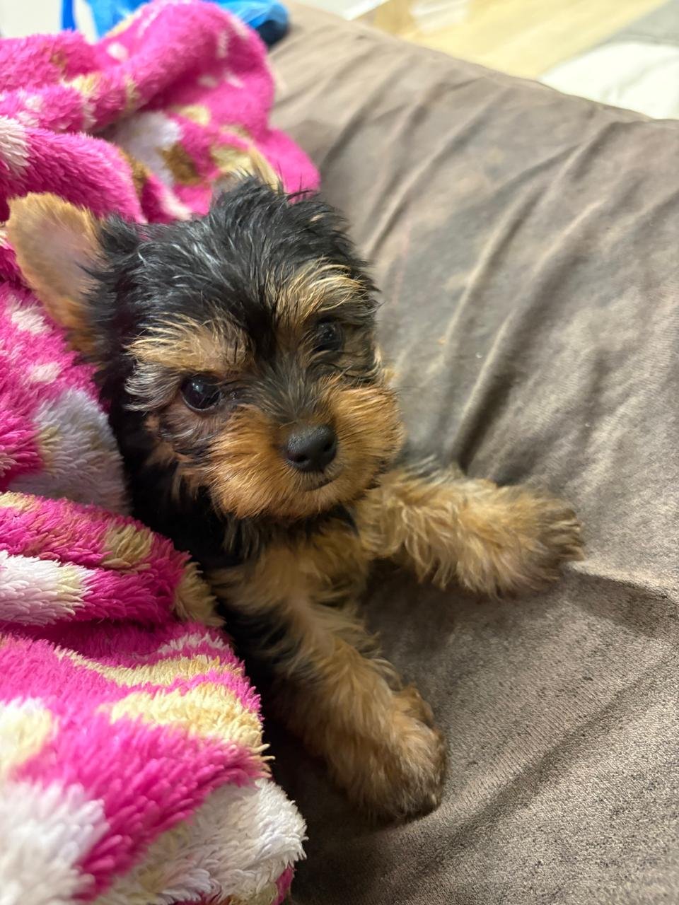 Lindo filhote de yorkshire terrier micro. - Foto 1