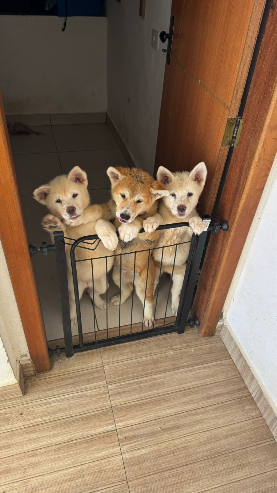 Portal Vendocão VENDO FILHOTE DE AKITA ITABUNA