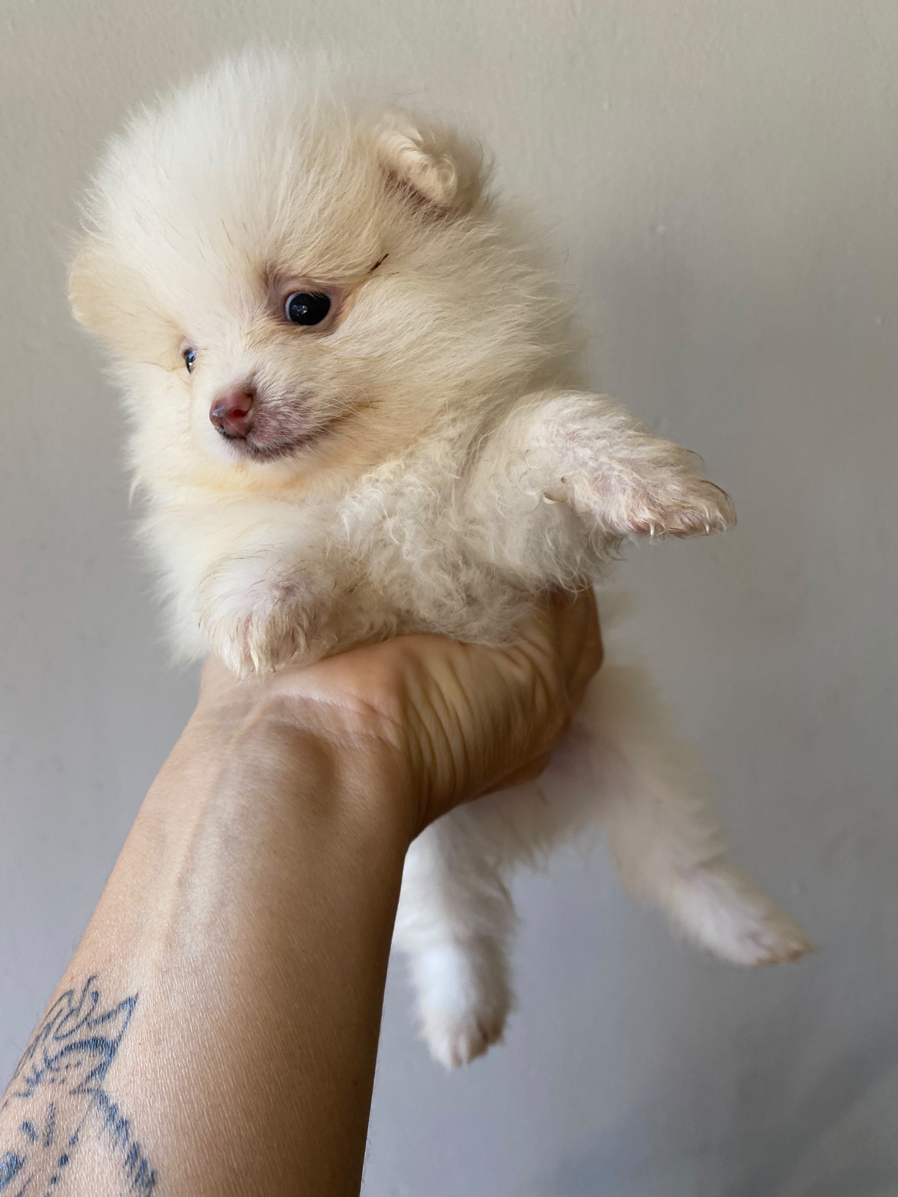 Filhotes Lulu da Pomerânia (Spitz Alemão Anão) – Fêmeas - Foto 2
