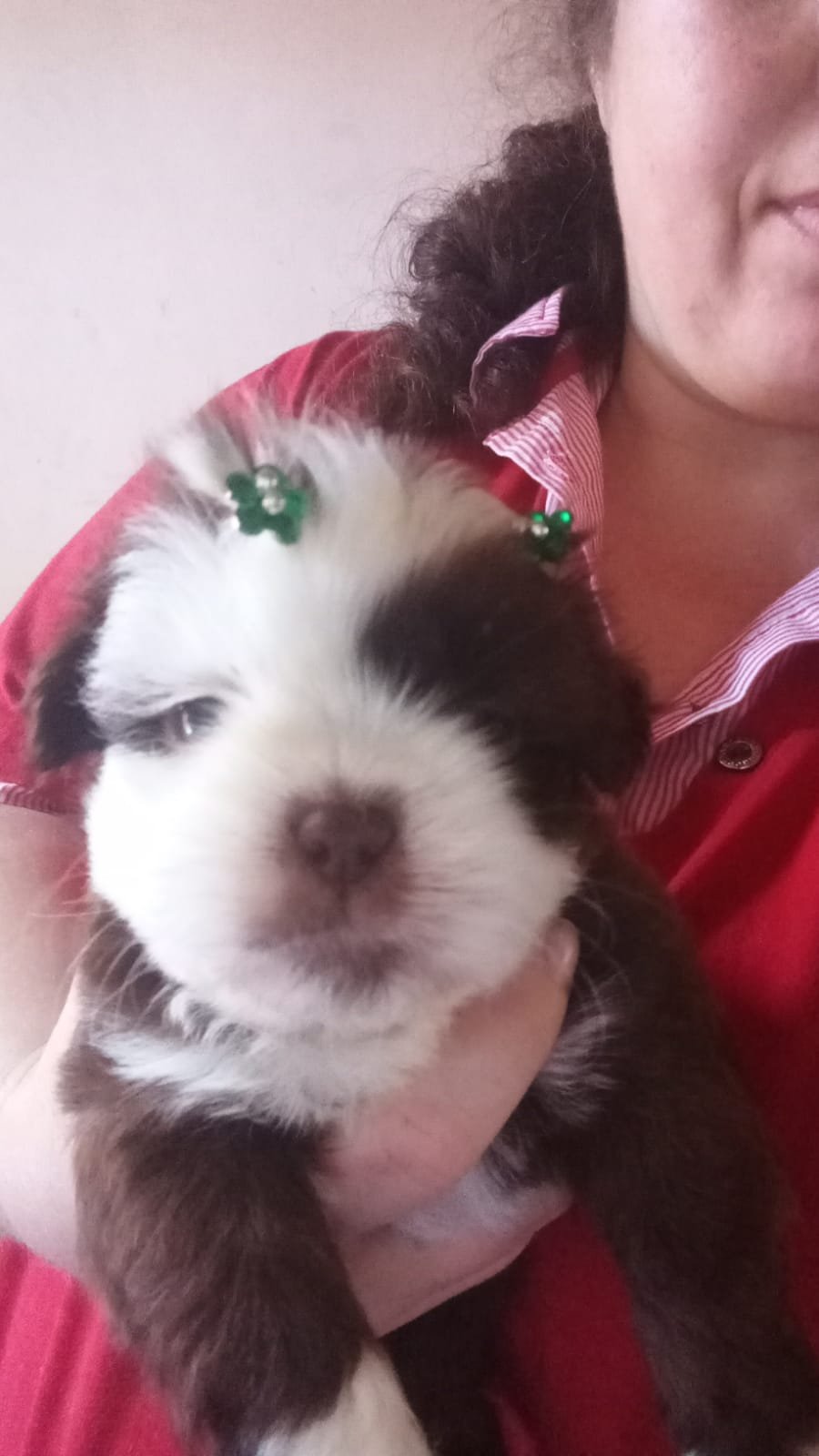 Venda de shitzu  - Foto 1
