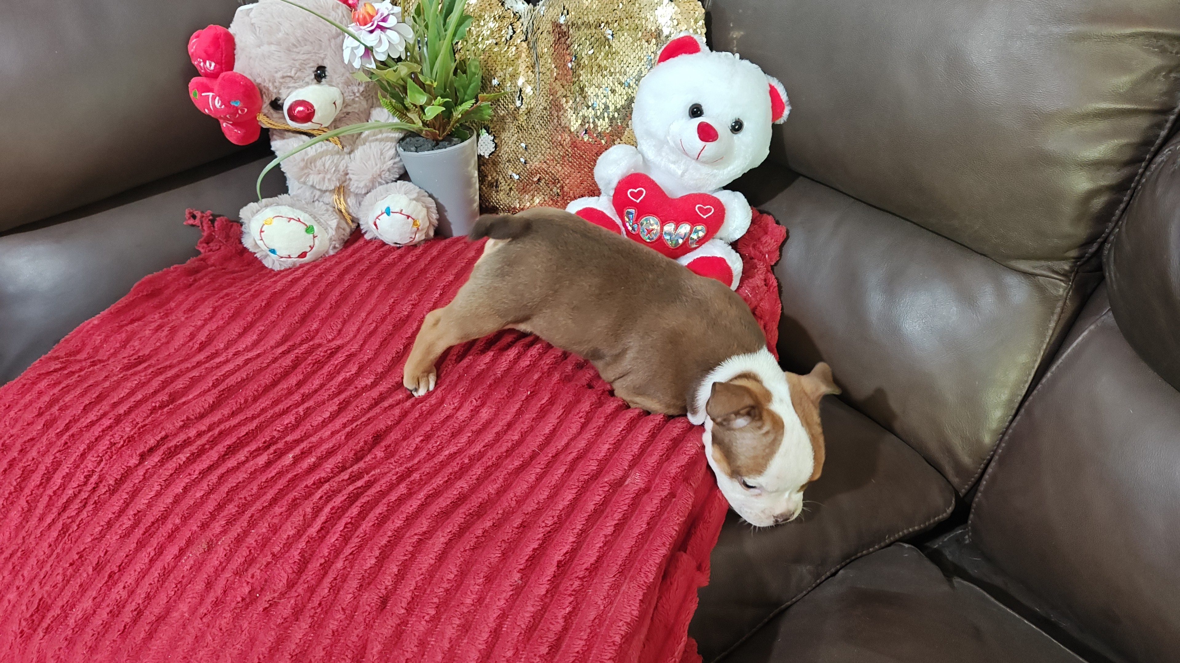 Portal Vendocão Filhotes american Bully  Magé