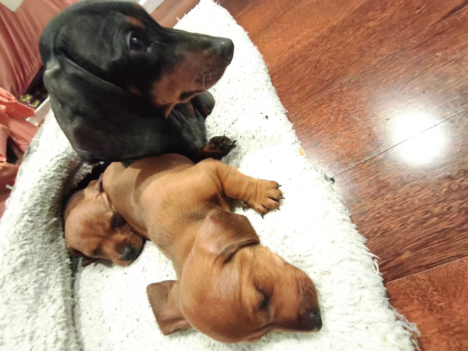 Salsichinhas!! Filhotes de daschund  - Foto 1