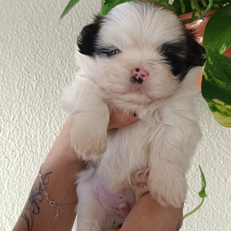 Venho shih tzu macho - Foto 1