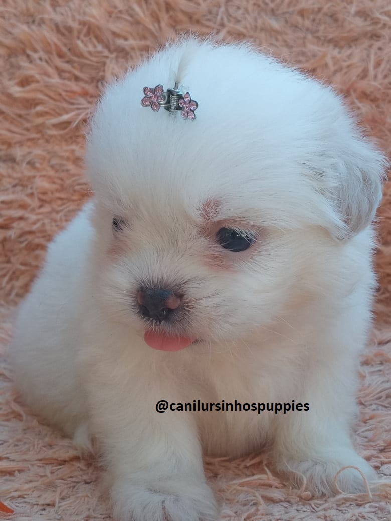 Portal Vendocão maltes garanta hoje o seu entrega mediata #canilursinhospuppies  vargem grande paulista 