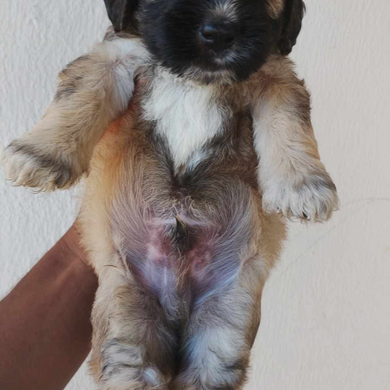 Cocker com poodle faço entregas