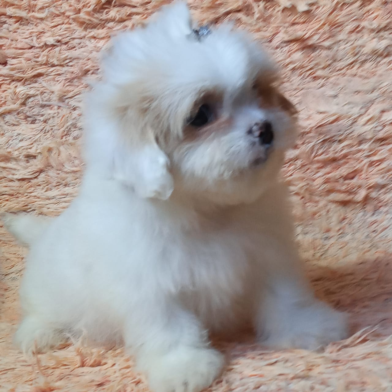Portal Vendocão lhasa apso #canilursinhospuppies bebes pronta entrega  são vicente 