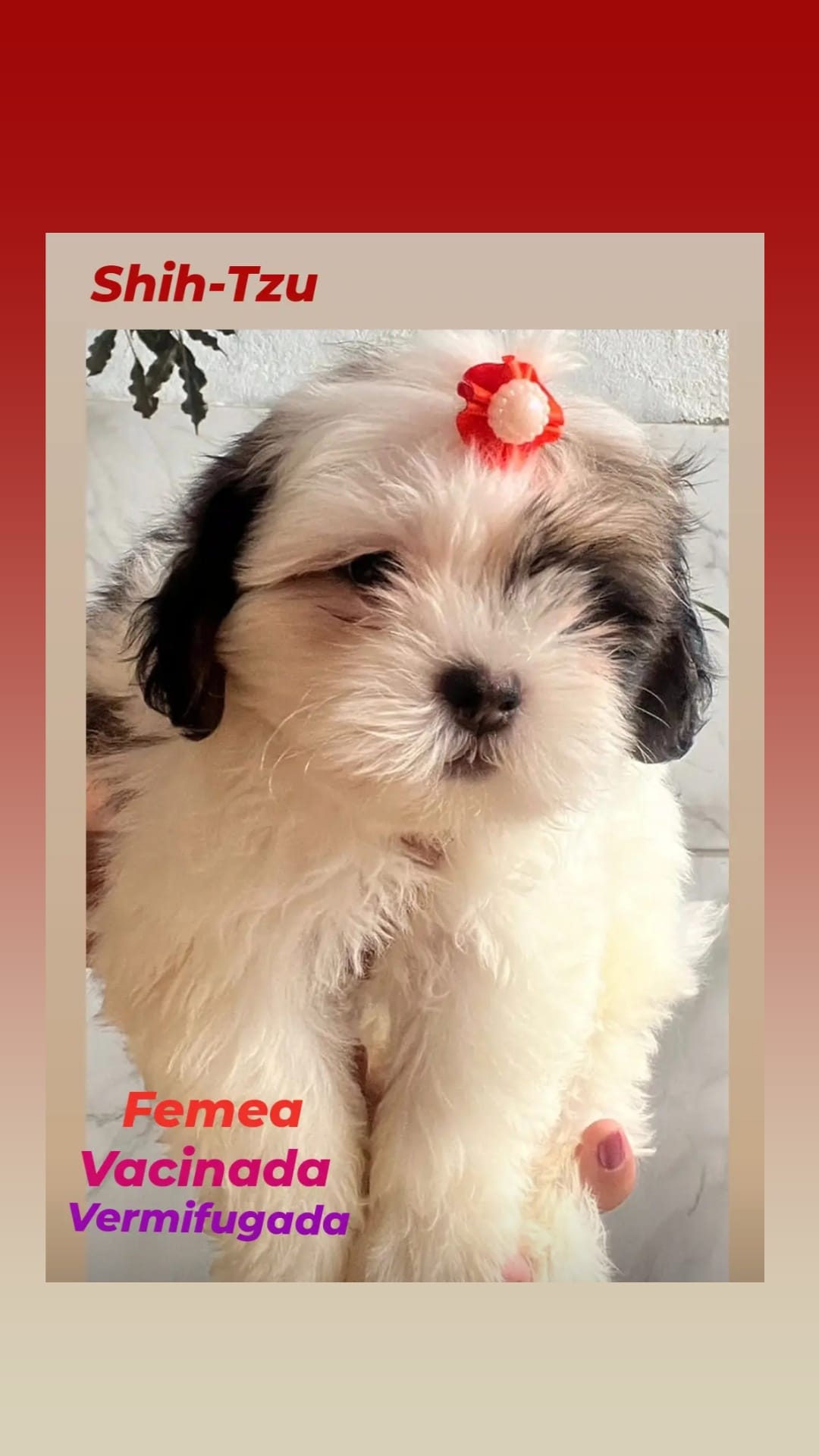 Portal Vendocão Shih-tzu femea disponivel juazeiro