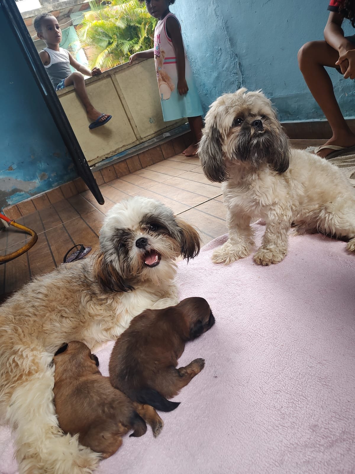 Vendo Filhotes de Shih Tzu - Foto 2