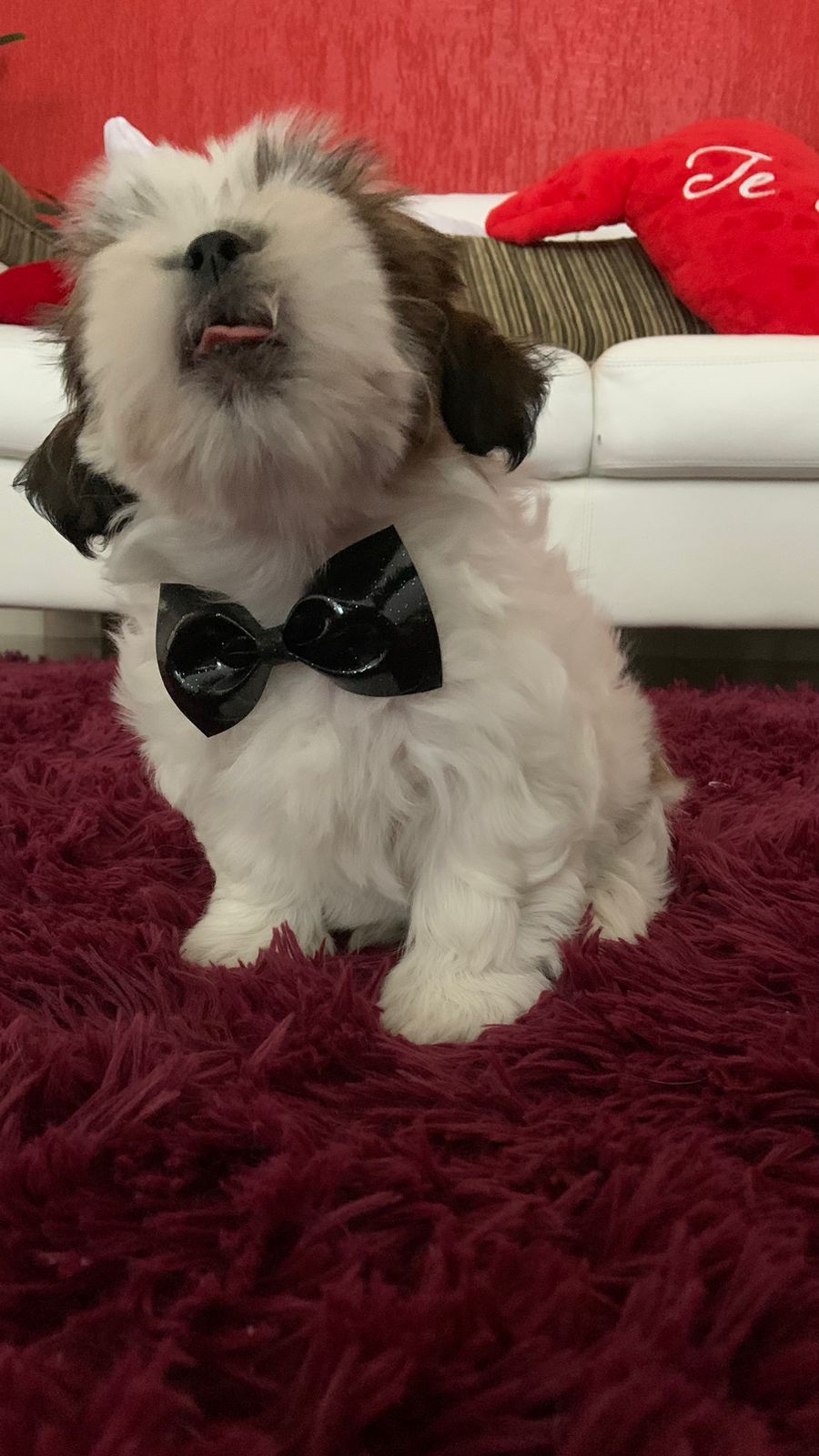 Lhasa Apso Macho 3 meses - Foto 3