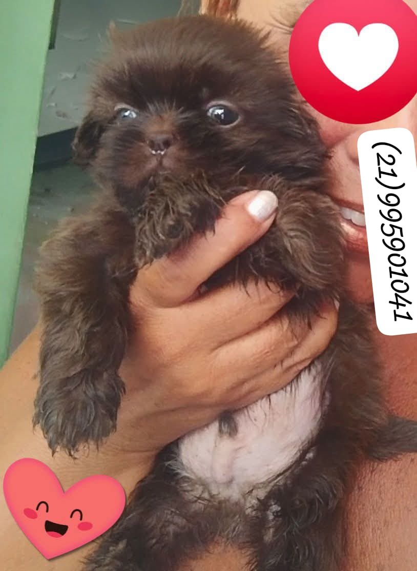 Shih Tzu machos  - Foto 5