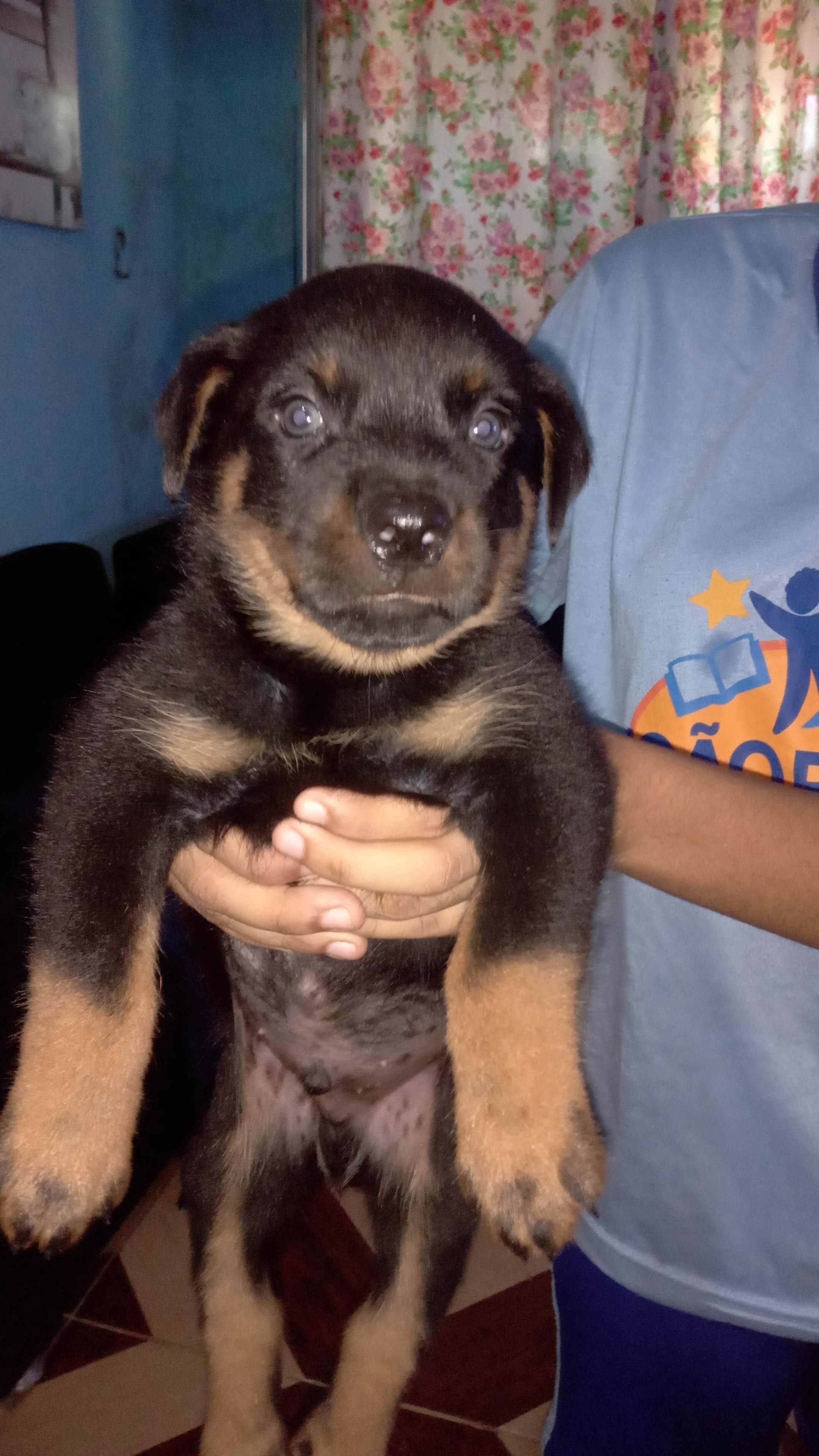 Portal Vendocão Vendo filhote de rottweiler  Salvador