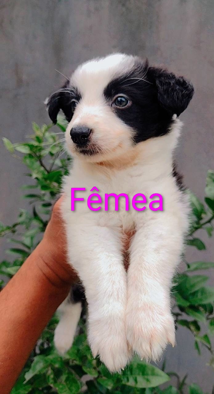 Portal Vendocão Filhotes Border Collie  Paulínia