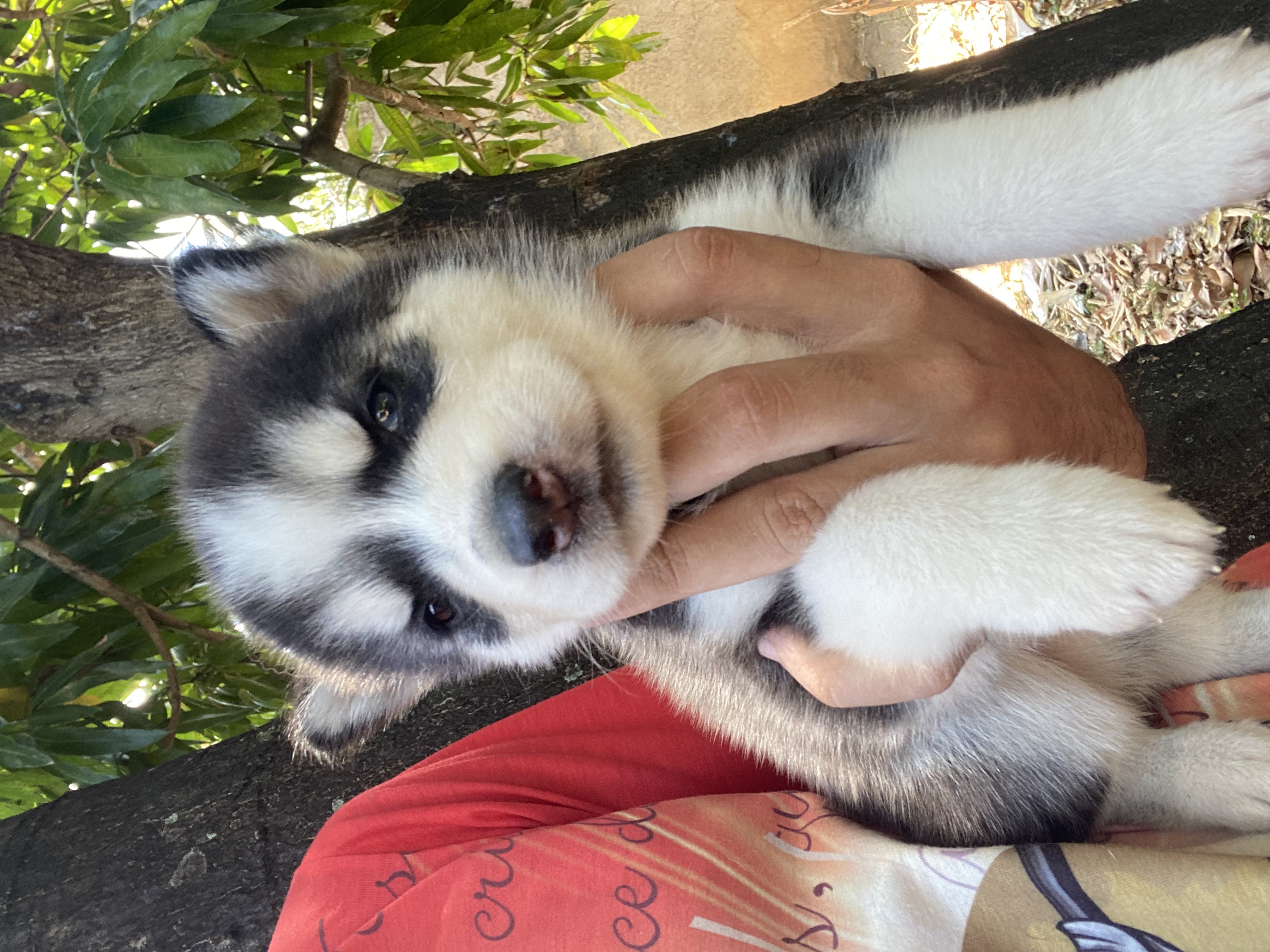 Portal Vendocão Husky Siberiano Filhotes Maceió 