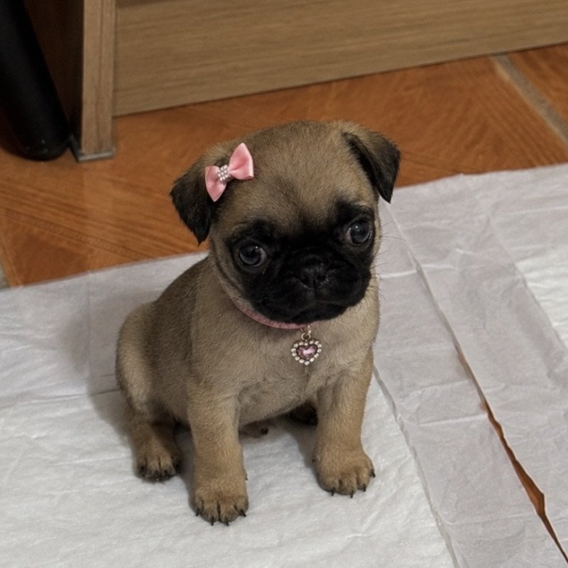 Pug mini femea