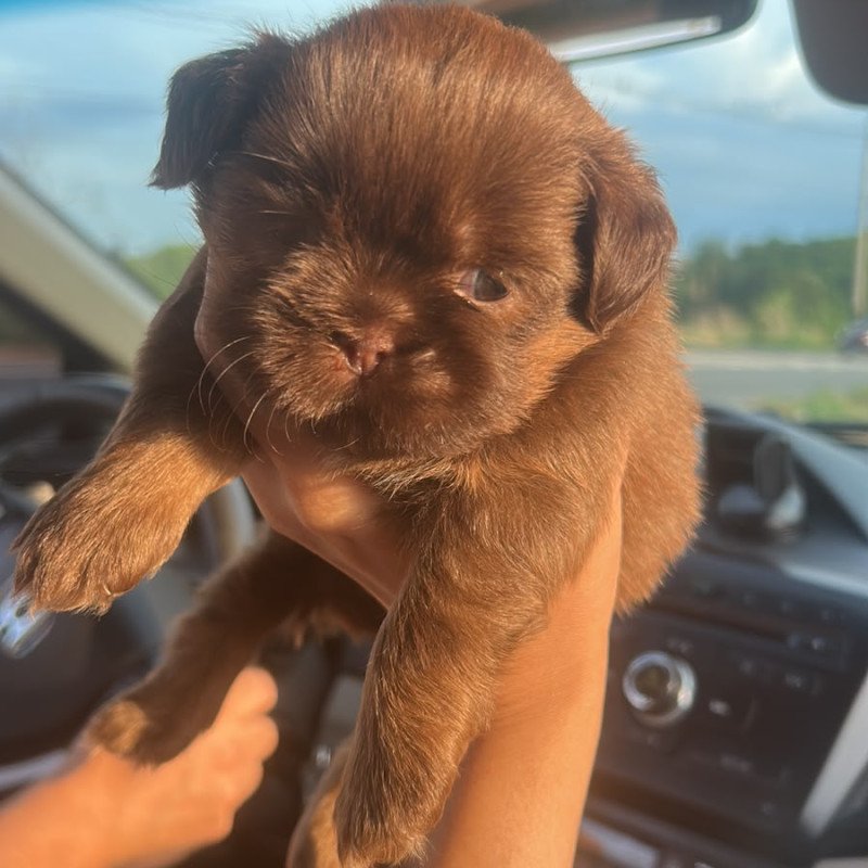 SHIH TZU FEMEA CHOCOLATE