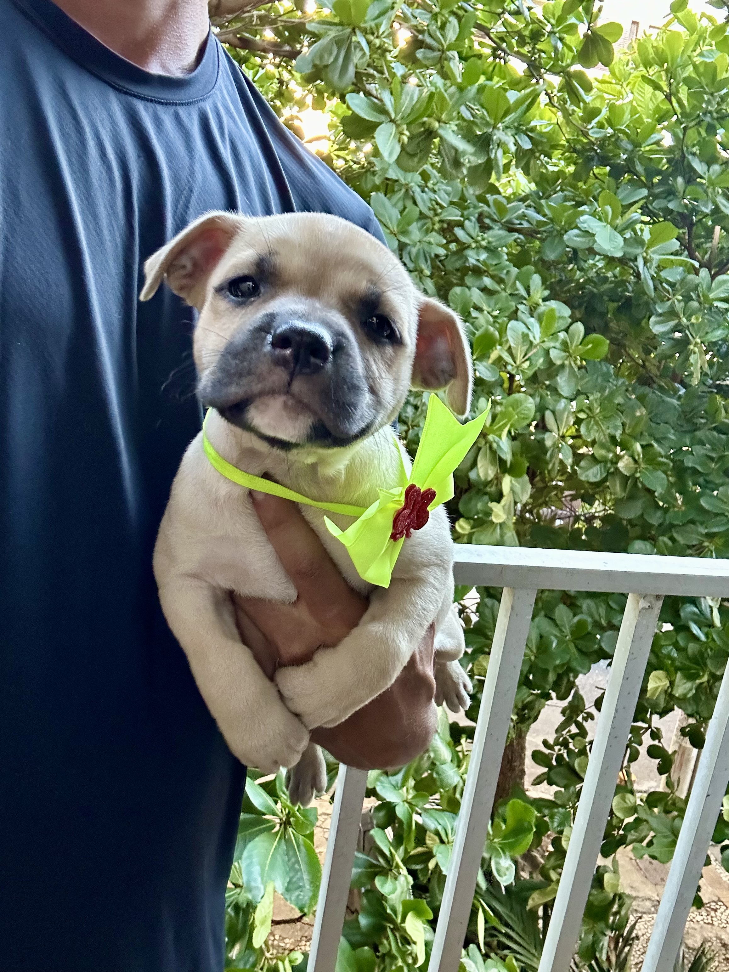 Portal Vendocão Filhote fêmea de American Bully (Aceito troca) Salvador