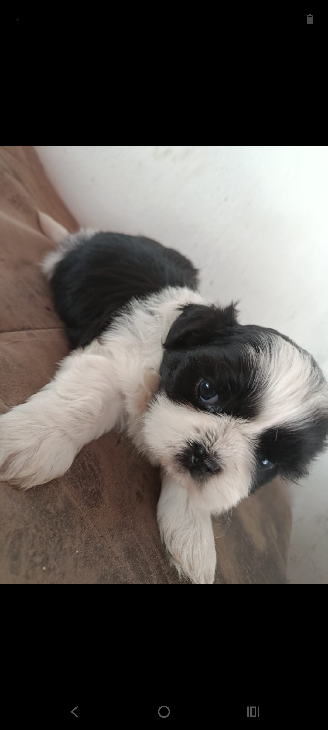 Portal Vendocão Cachorro Shih tzu Betim