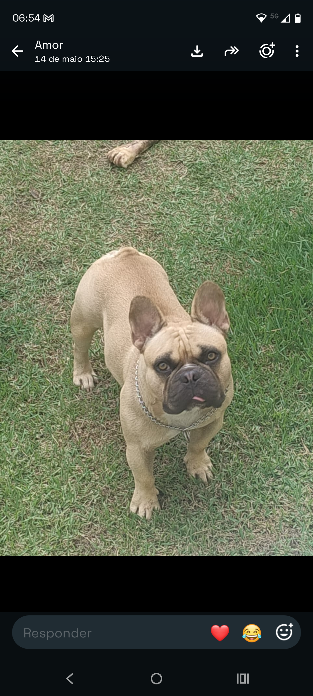 Lindo Bulldog Francês - Foto 5