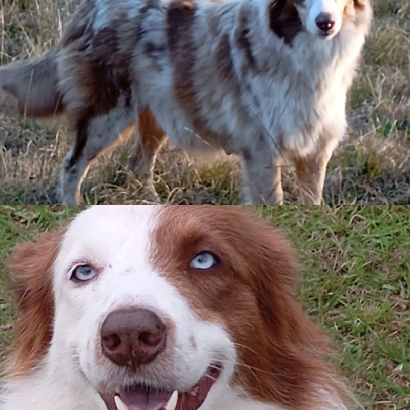 LINDOS FILHOTES DE BORDER, PUROS, DE OLHOS AZUIS - Foto 5