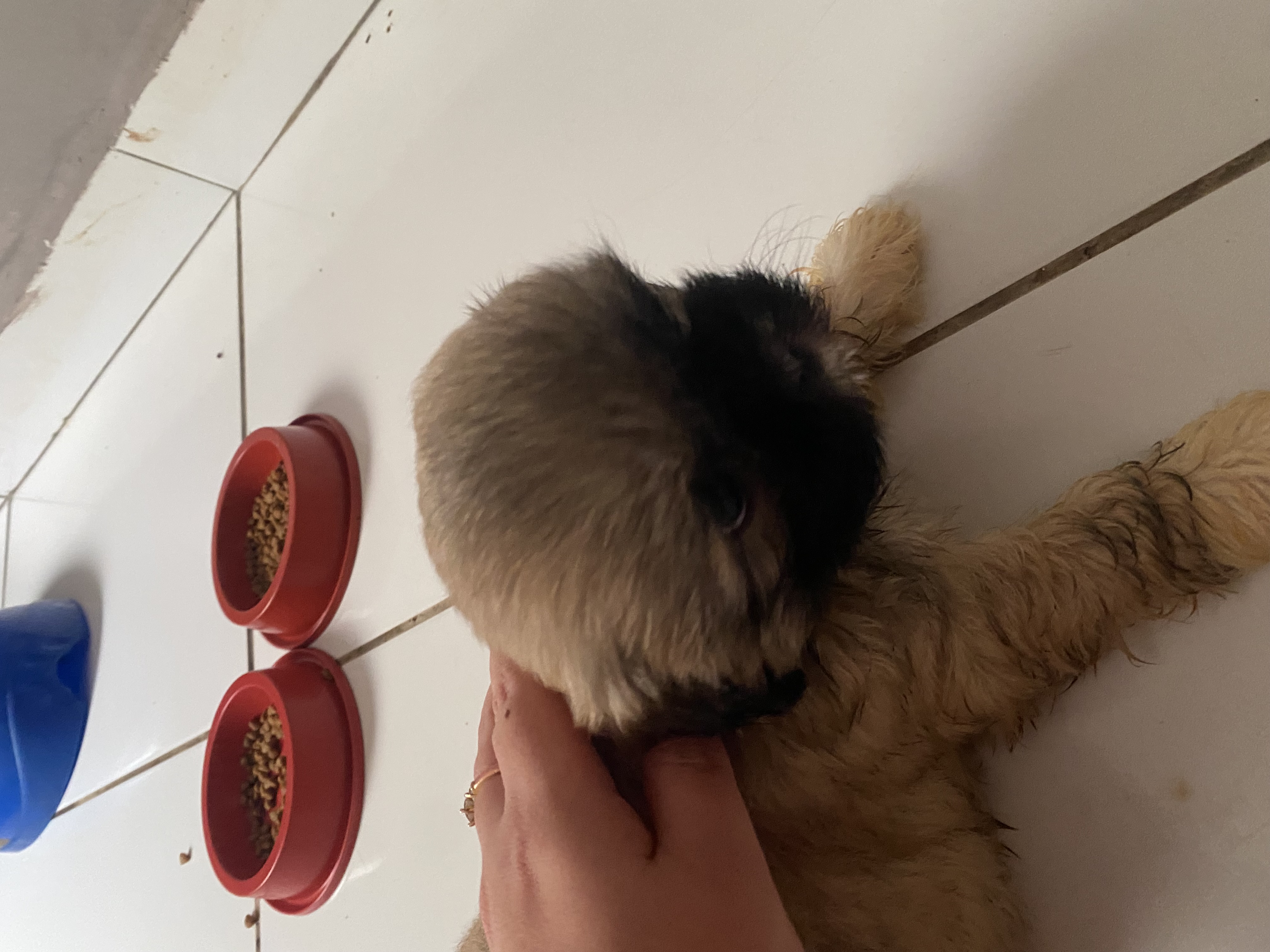 Portal Vendocão Vendo shitzu 3 fêmea e um macho  Cuiabá 