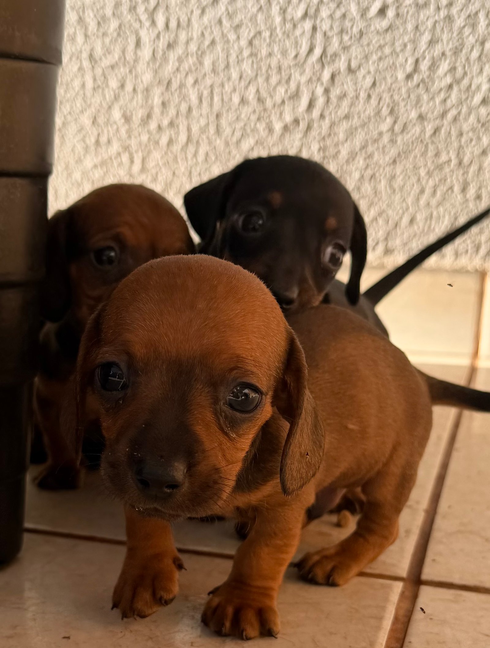 Filhotes Machos Dachshund (Salsicha) Disponíveis! 🐶❤️