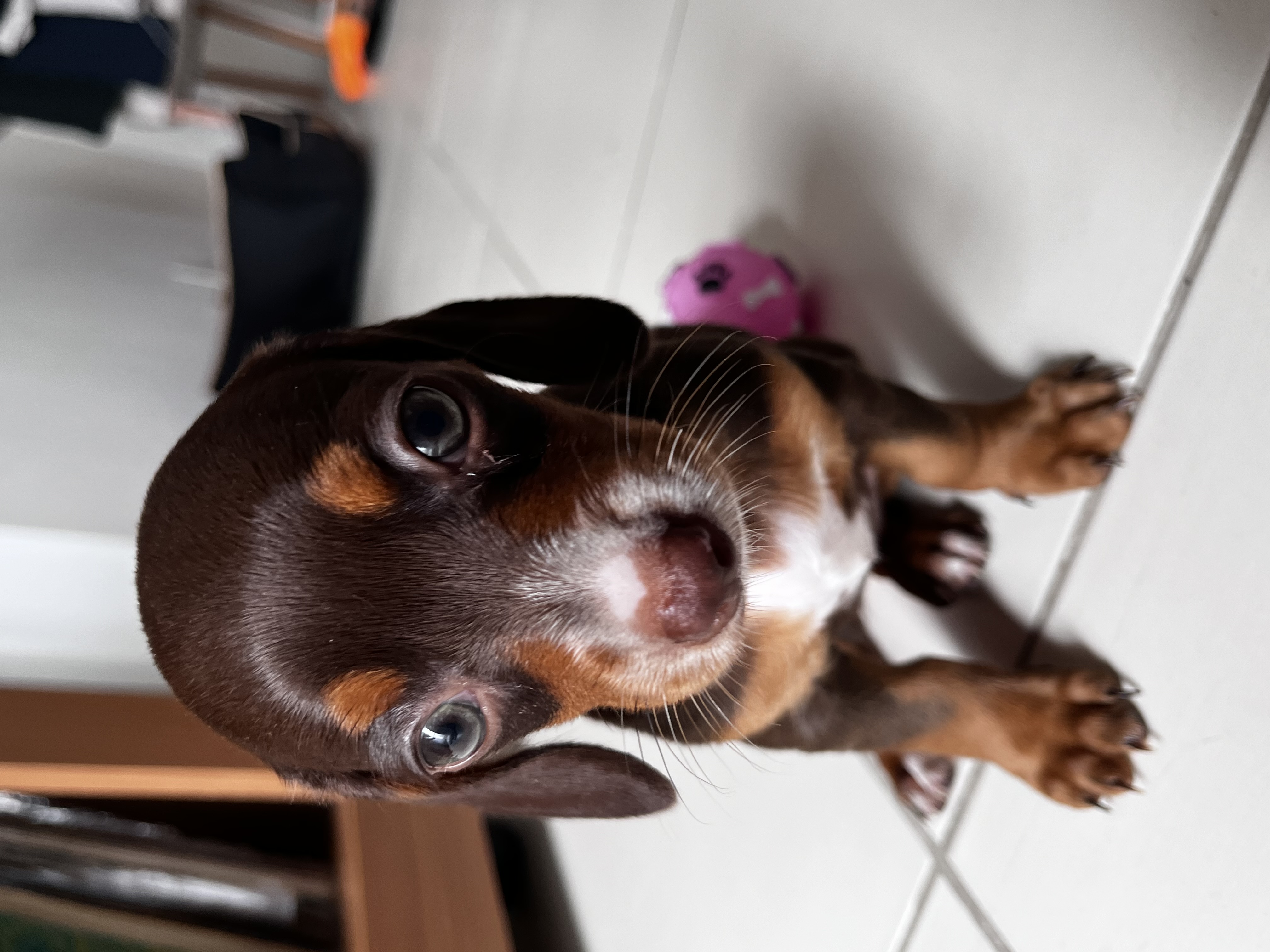 Portal Vendocão Duschund Niterói 