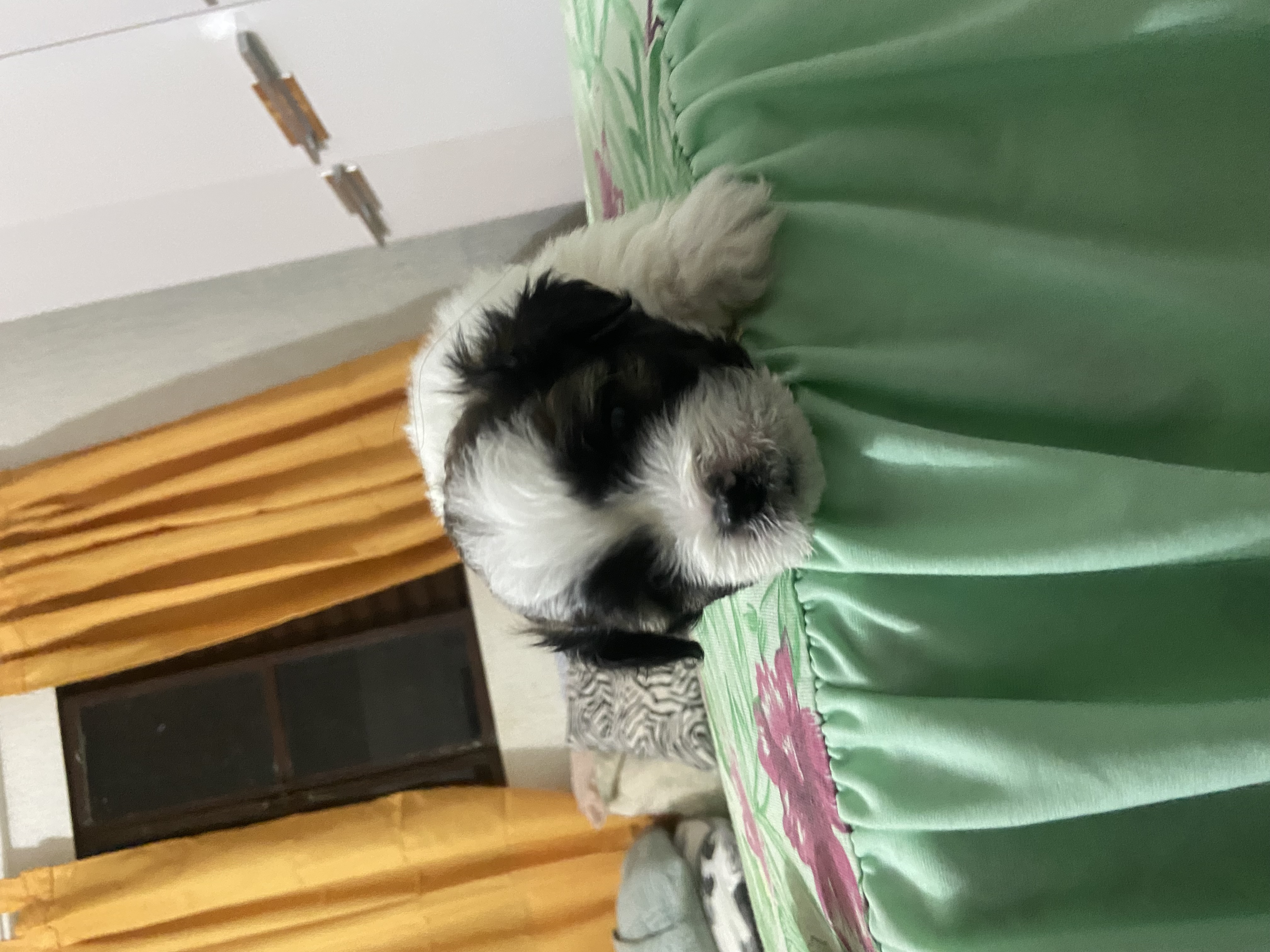 Portal Vendocão Vendo filhotes Varjão 