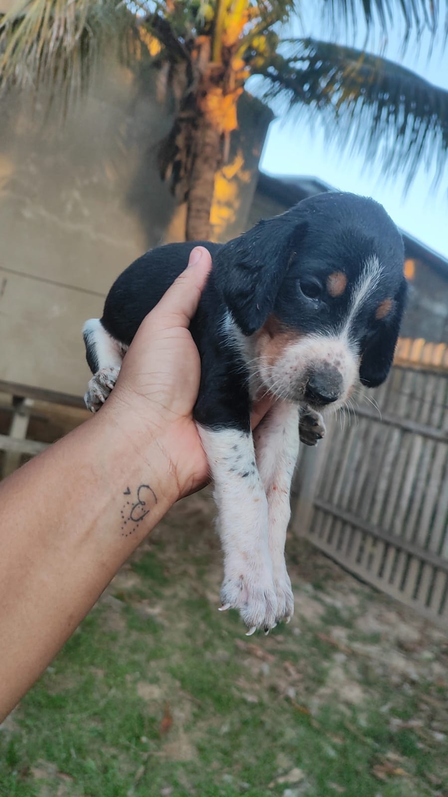 Portal Vendocão Filhote Sena Madureira