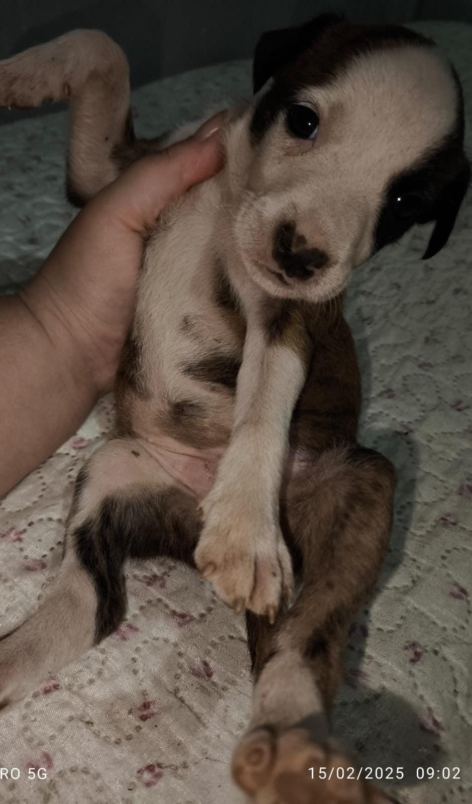 vendo Pit Bull American staffordshire terrier - Foto 5