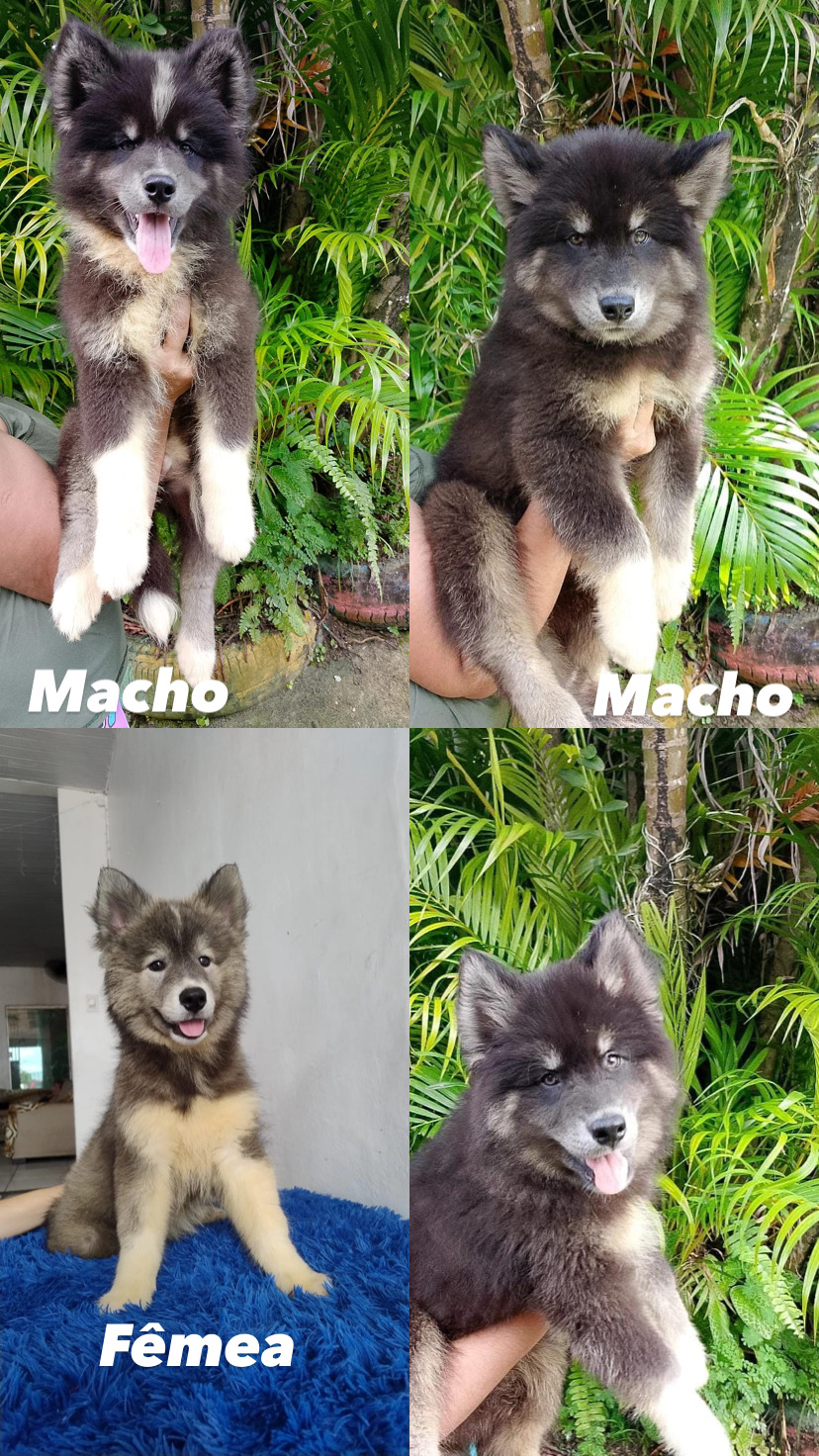 Portal Vendocão Husky siberiano  ANANINDEUA