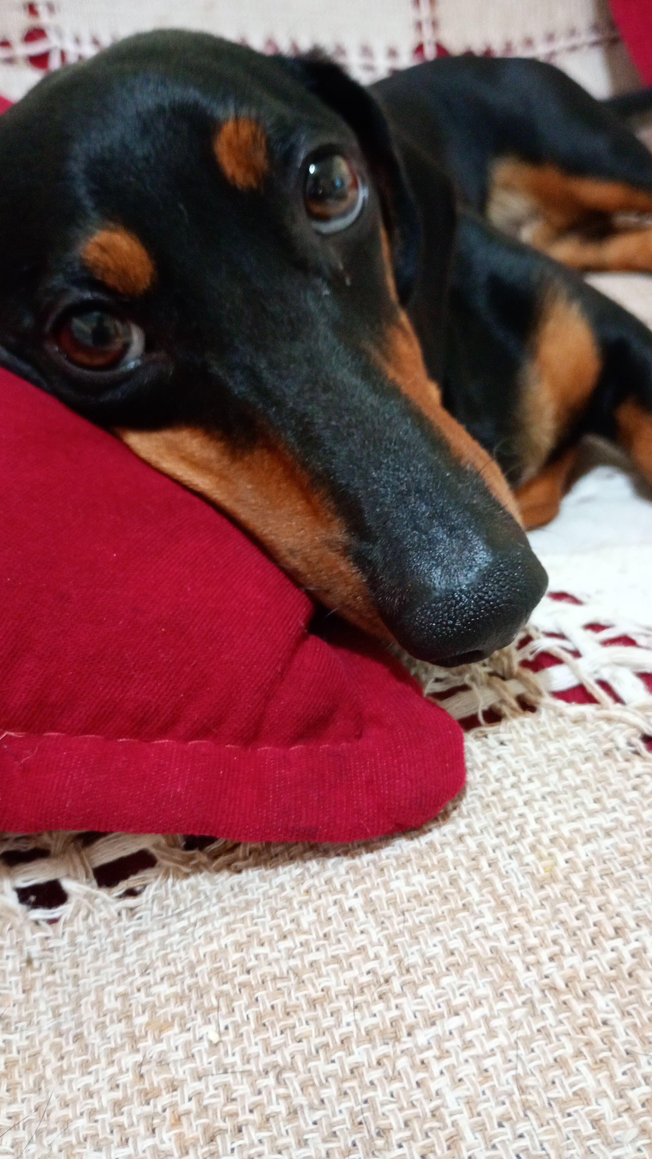 Vendo linda salsichinha fêmea dócil  - Foto 4