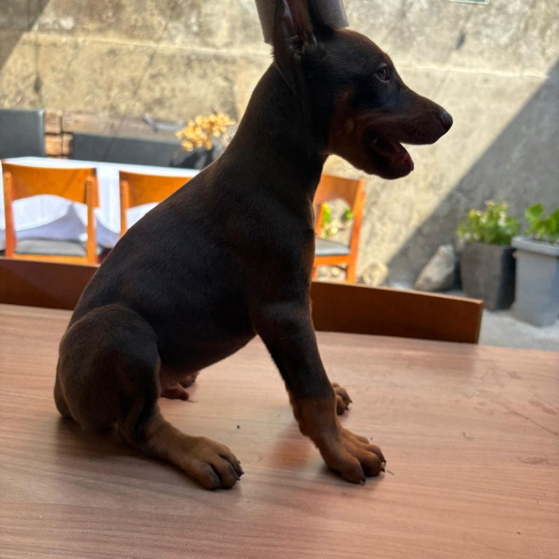 Filhotes de Doberman de excelente padrão e porte