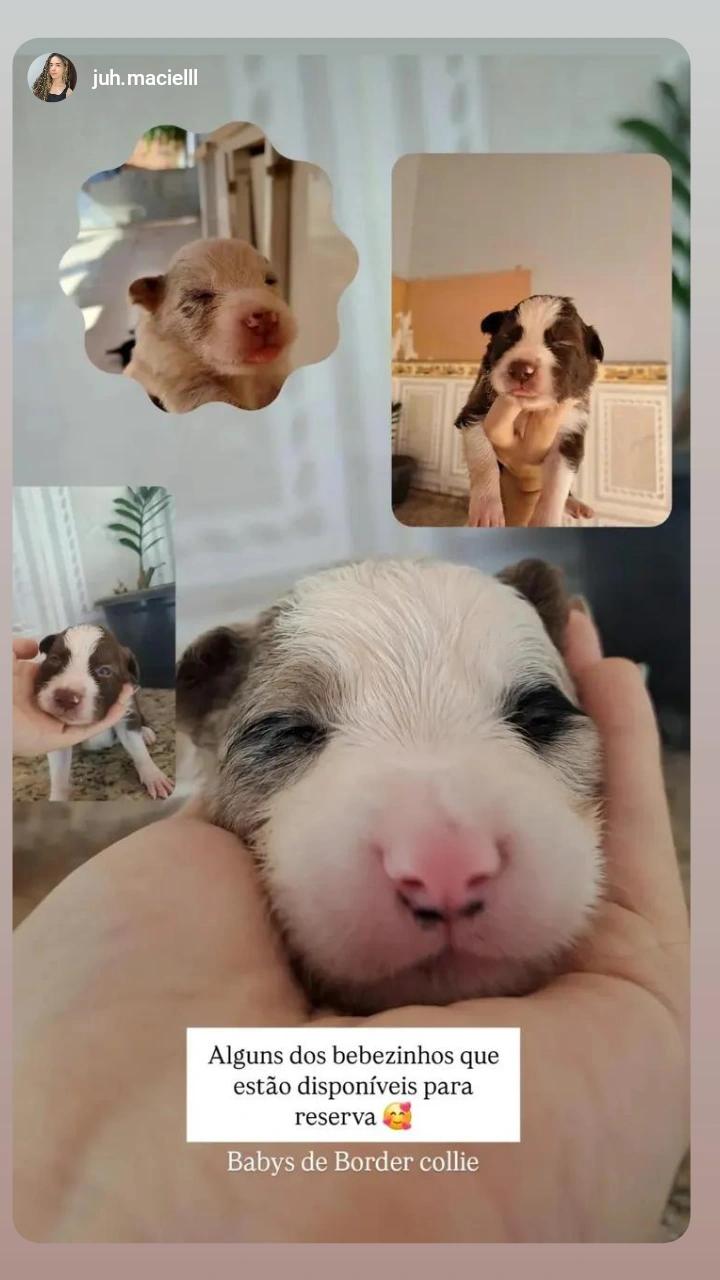 Portal Vendocão Filhotes  border collie  disponível  Votorantim 