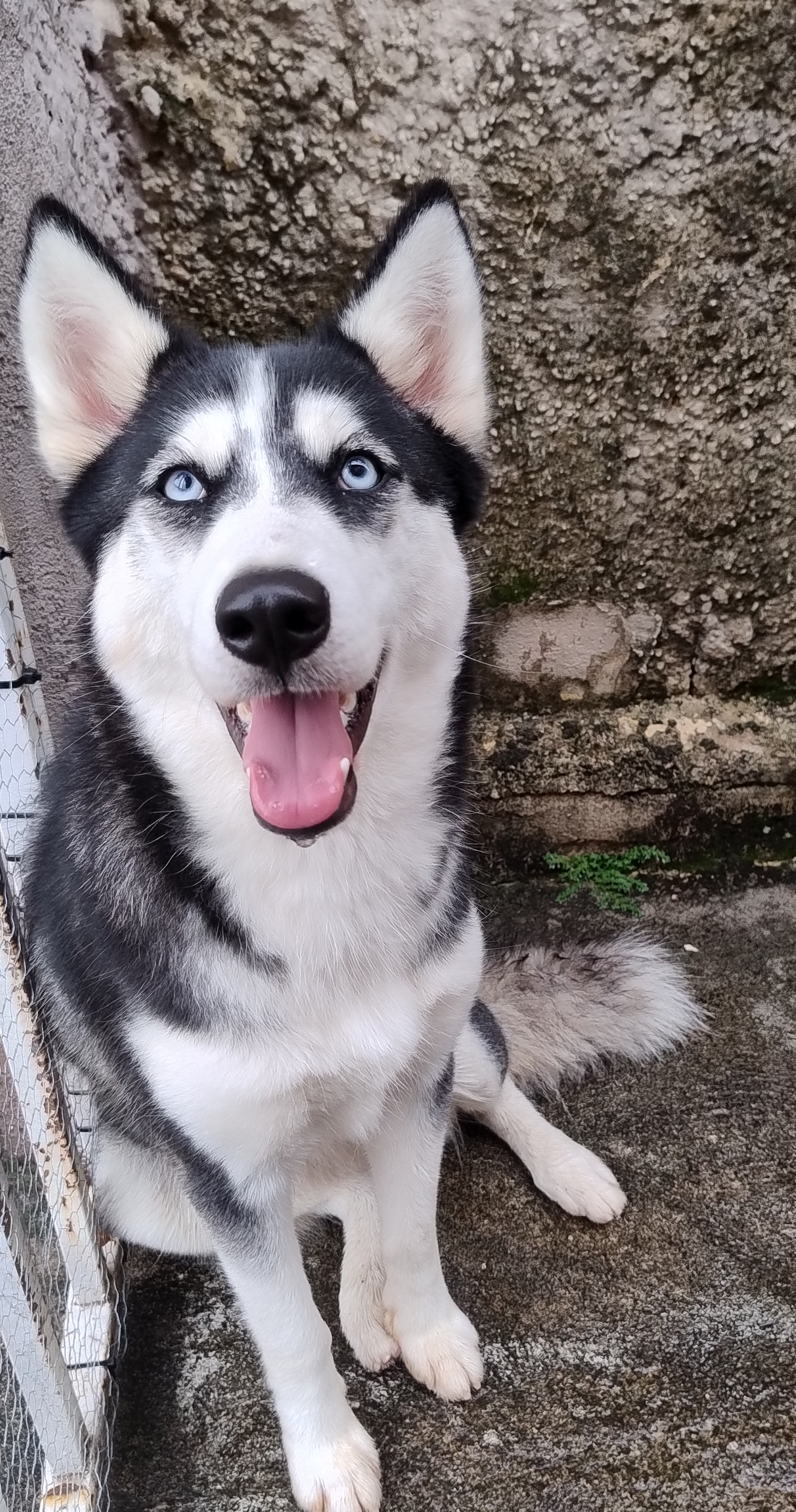 Portal Vendocão Pastor belga malinois  Goiânia