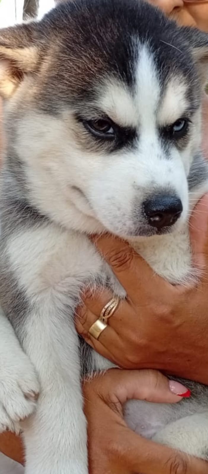 Tenho lindos filhotes filhotes de husky siberiano puros disponíveis  - Foto 5