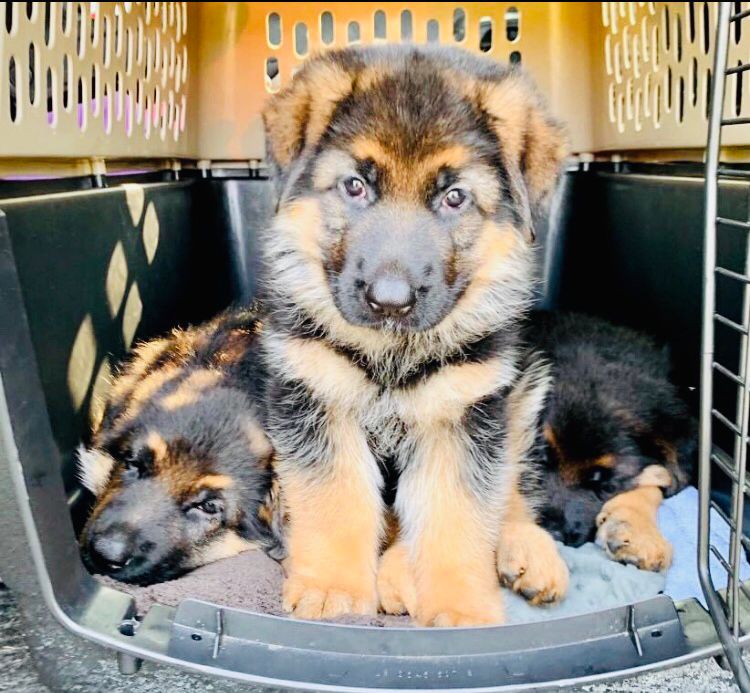 Portal Vendocão Vendo lindos filhotes de pastor Alemão capa preta  Cuiabá 