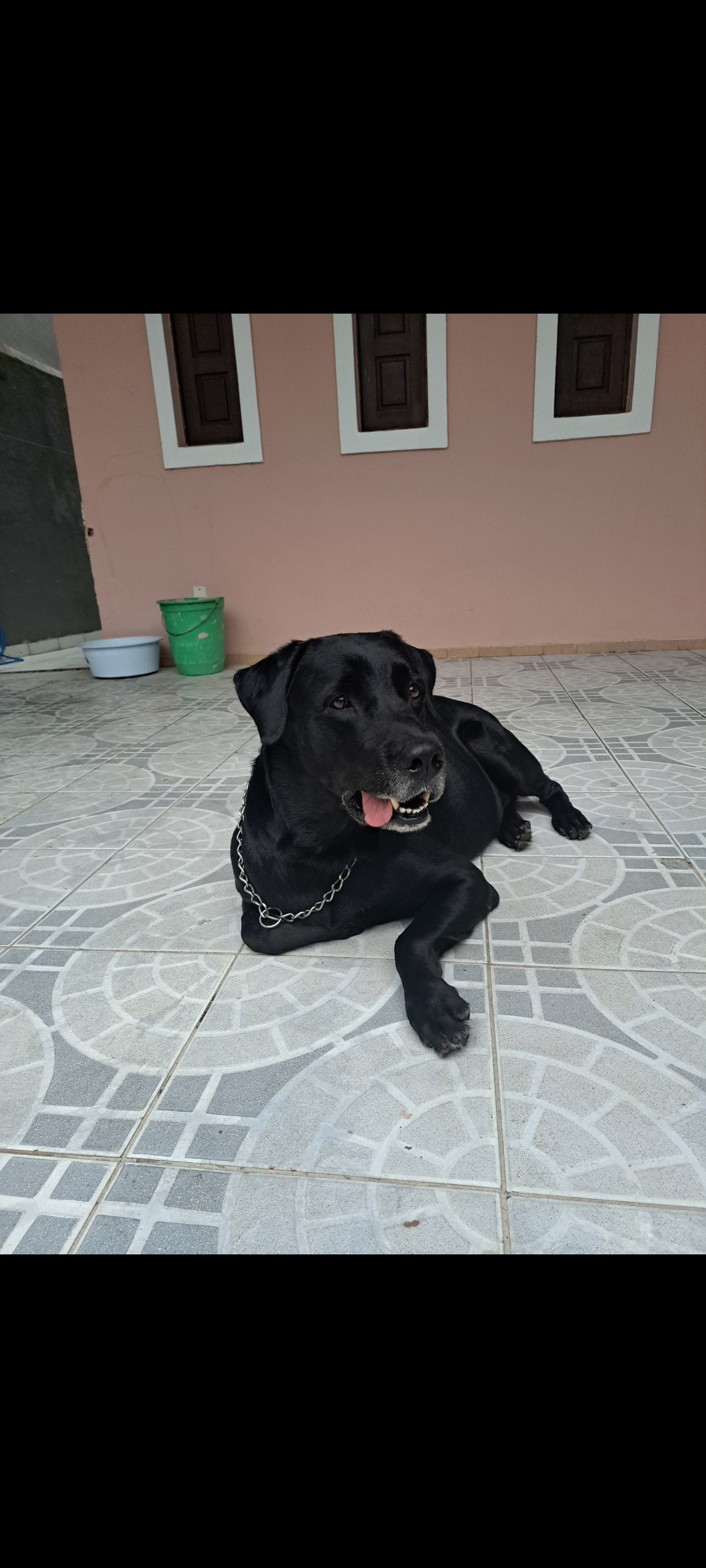 Lindo Labrador pra Doação 