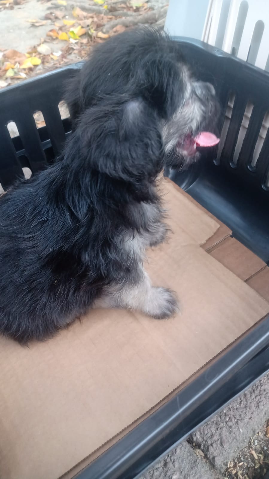 Portal Vendocão Filhote Lhasa Apso 40 dias  Recife 