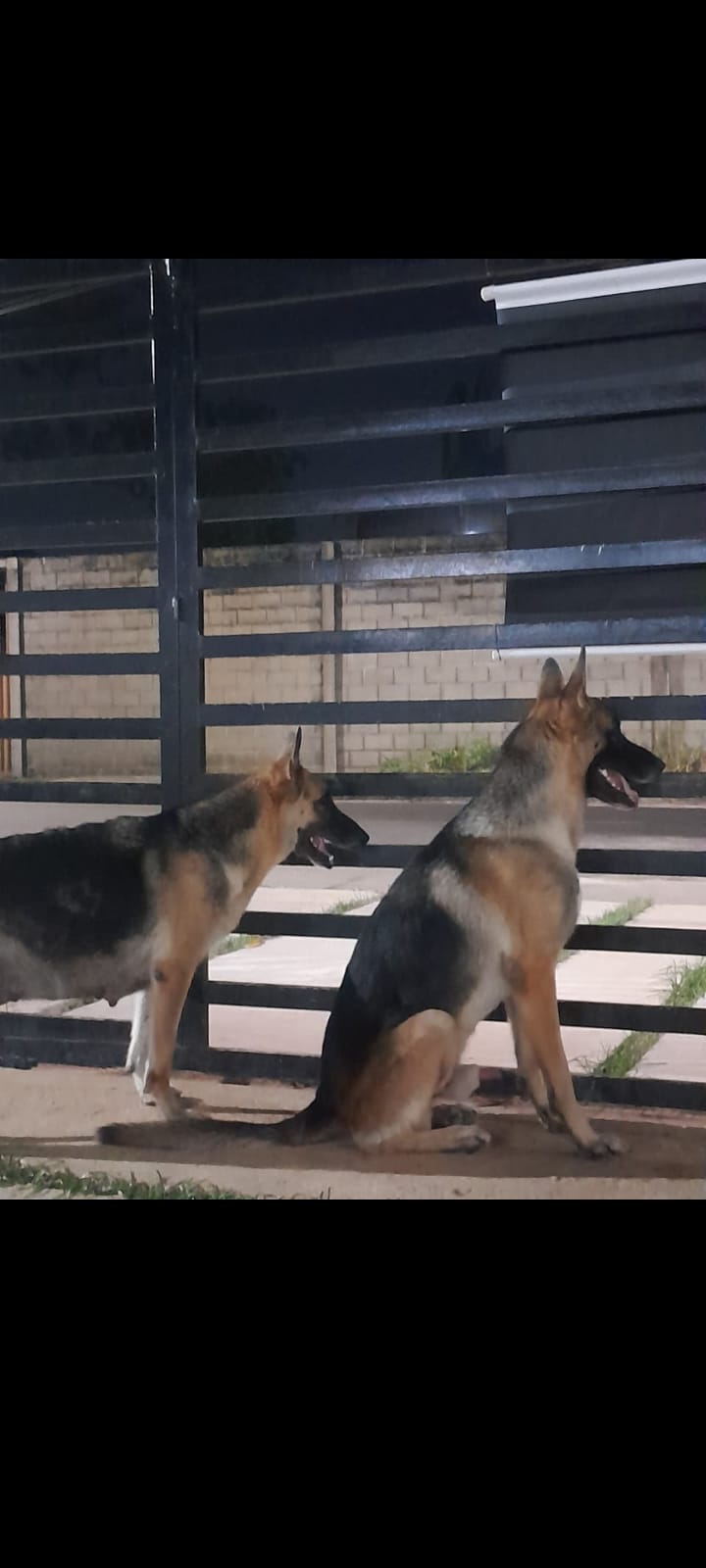 Portal Vendocão Filhotes de pastor alemão Macapá
