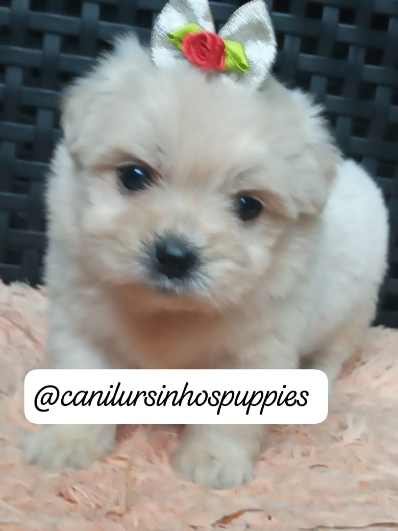 Portal Vendocão lhasa apso lindos bebes disponiveis #canilursinhospuppies  Paulinia 