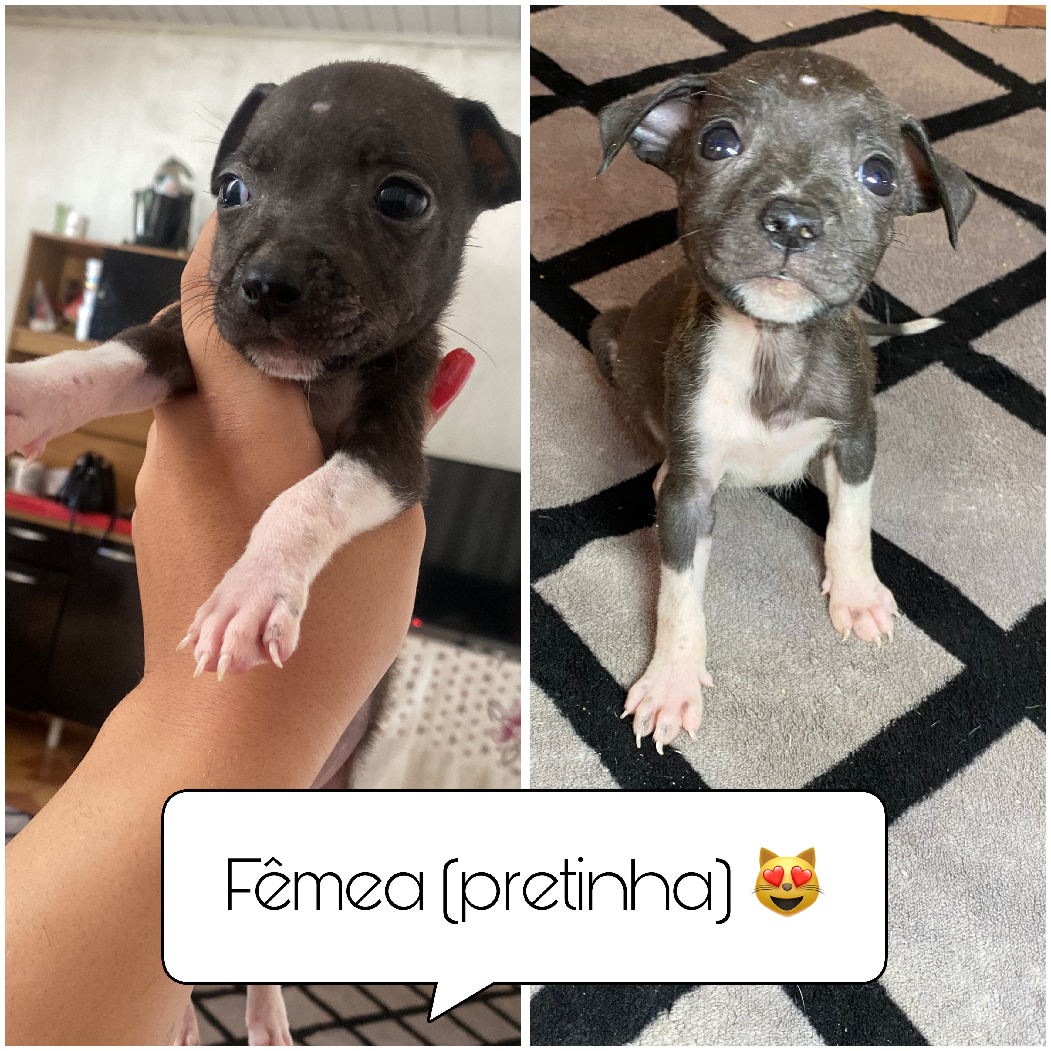 Portal Vendocão Vende se filhotes ❤️ Campo Grande