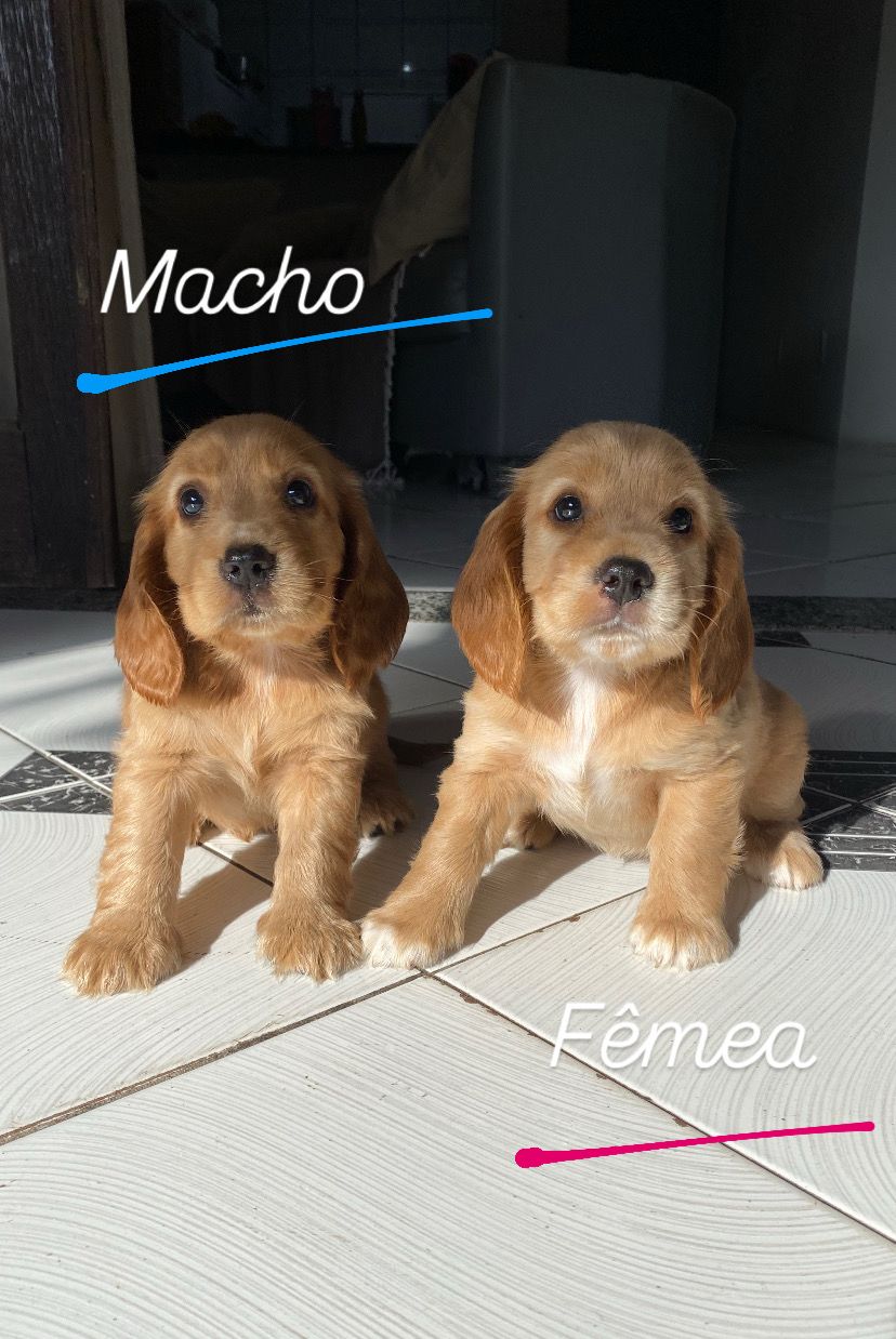 Portal Vendocão Filhote de Cocker Spainel SALVADOR