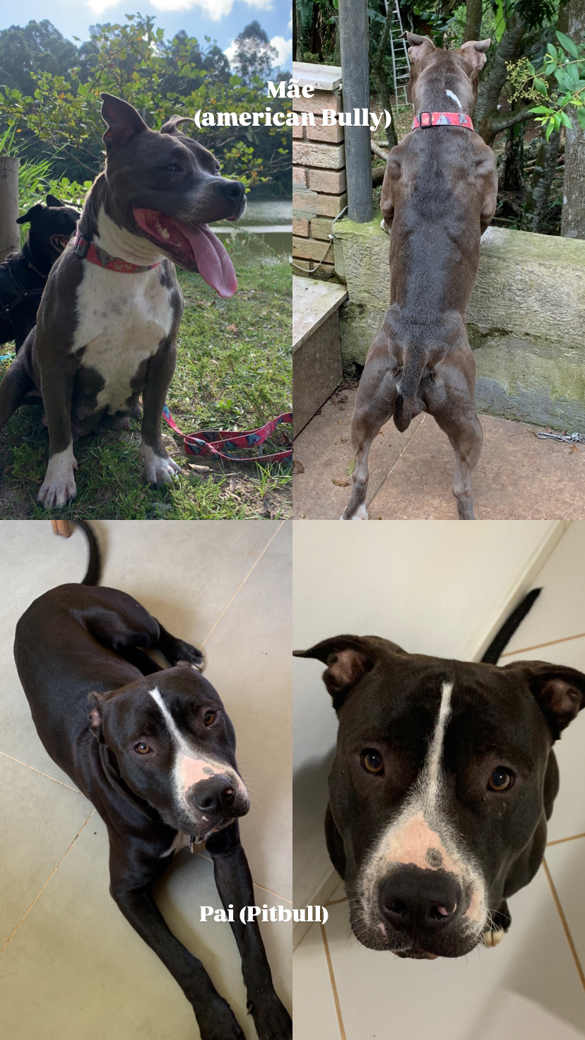 Portal Vendocão Vendo filhote American Bully com Pitbull  Embu das Artes sp