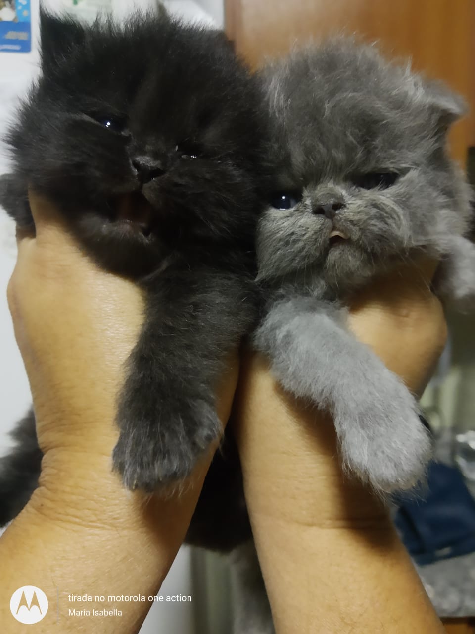 Portal Vendocão Belos Gatinhos Persa  Jundia