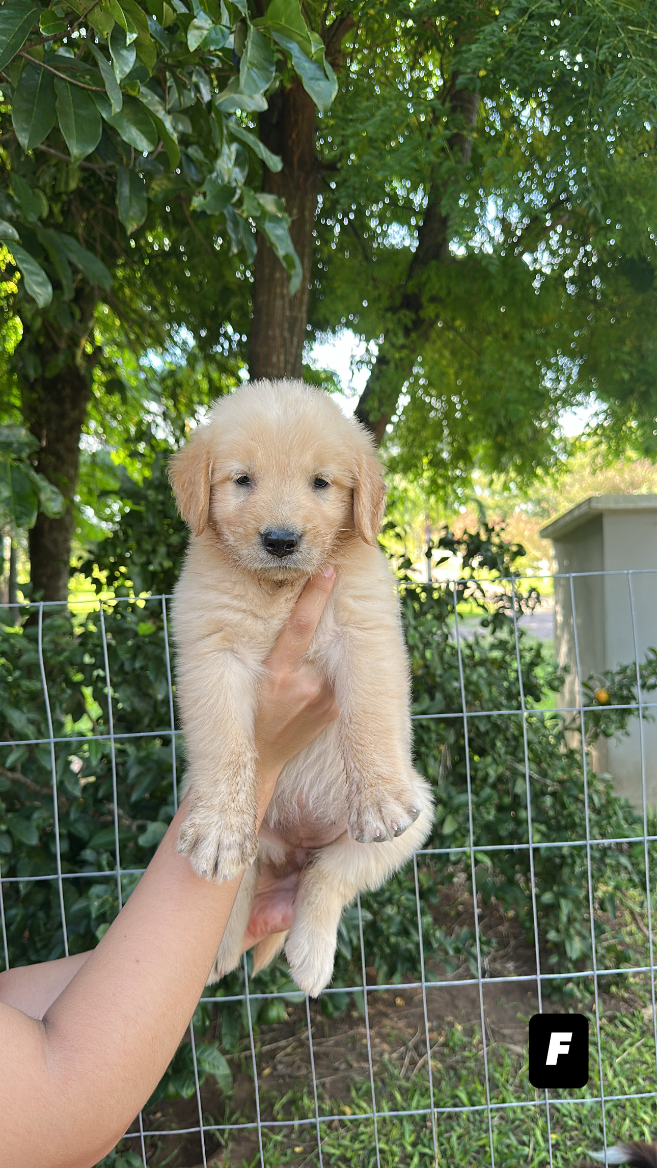 FILHOTE GOLDEN RETRIVIER - Foto 2
