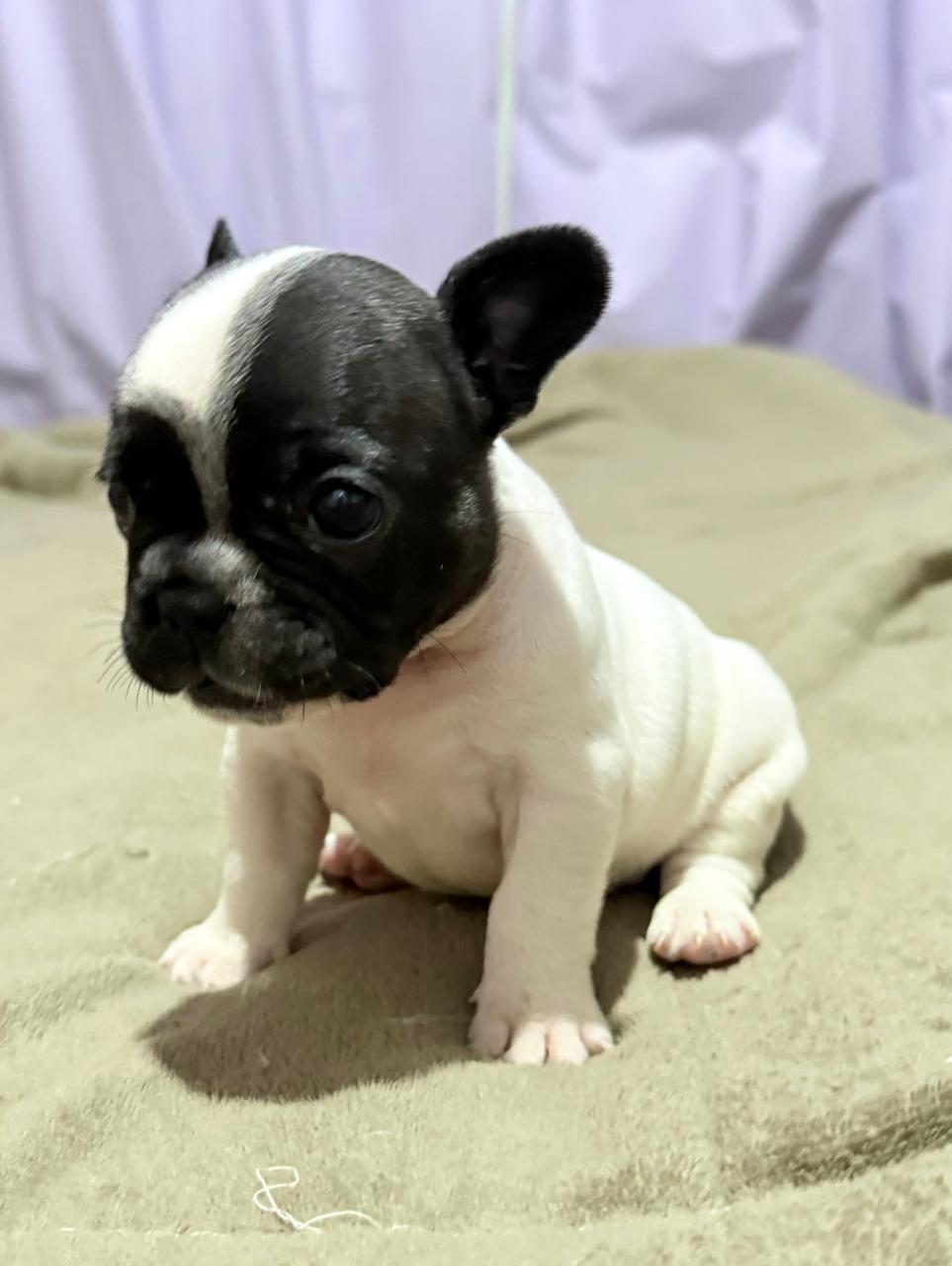 Portal Vendocão Venda Bulldog francês Pato Branco