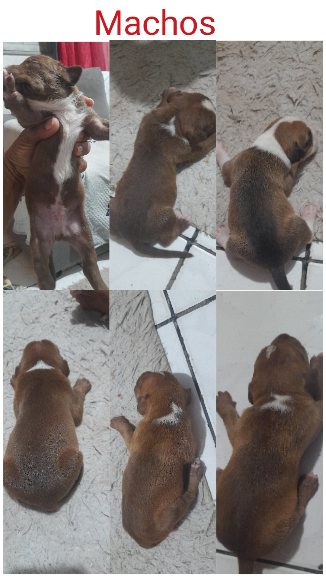 Filhotes de pitbull puro - Foto 2